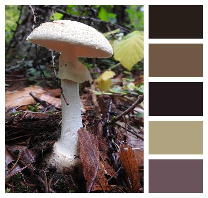 Forest Floor Mushroom Forest Mushroom Image